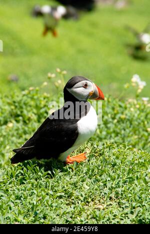 Primo piano di puffin Irlanda Foto Stock