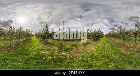 Visualizzazione panoramica a 360 gradi di Panorama hdri sferico completamente senza giunture con angolo di 360 gradi su frutteto di Apple in proiezione equirettangolare. Contenuti VR AR