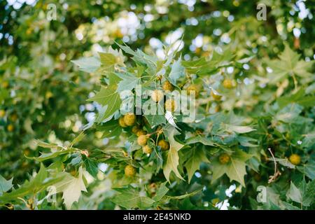 Primo piano di rami di sicomoro durante la fioritura con frutti a radice multipla. Foto Stock