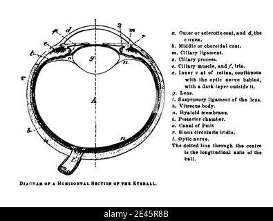 Sezione orizzontale del bulbo oculare da un vecchio manuale di anatomia Foto Stock