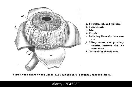 Superficie esterna di un occhio con la parte anteriore del rivestimento coroide e strati iris Foto Stock