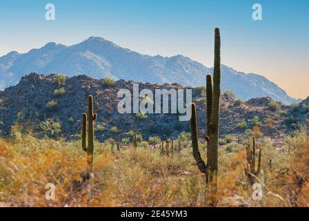 Cactus Saguaro, Carnegiea gigantea, e sagebrush, Artemisia tridentata di fronte alle montagne nel deserto di sonora in Arizona, Stati Uniti. Foto Stock