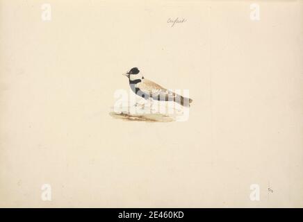 Luigi Balugani, 1737â–1770, Italiano, Eremopterix nigriceps (Sark di Sparrow con corona nera), non ondeggiato. Acquerello, gouache, e grafite su carta media, leggermente testurizzata, crema. Arte animale Foto Stock