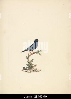Luigi Balugani, 1737â–1770, italiano, Vidua chalybeata (Villaggio Indigobird), non datato. Acquerello, goucahe, e grafite su carta media, leggermente testurizzata, crema posed. Arte animale Foto Stock