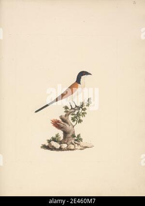 Luigi Balugani, 1737â–1770, italiano, Centropus monachus (Coucal a testa azzurra), non ondulato. Acquerello, gouache, e grafite su carta media, leggermente testurizzata, crema. Arte animale Foto Stock