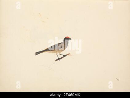 Luigi Balugani, 1737â–1770, Italiano, uccello non identificato, non datato. Acquerello, gouache, e grafite su carta media, leggermente testurizzata, crema. Arte animale Foto Stock