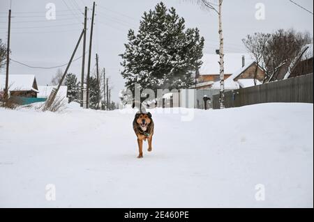 Happy dog corre a macchina fotografica sulla strada innevata nel villaggio russo. Strada invernale. Foto Stock
