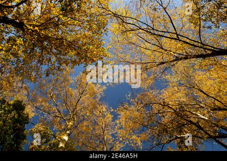 Un forte cielo blu d'autunno alto sopra una tettoia di legno di betulla illuminata dal sole; corone verdi a foglie tornanti sulla cima di quercia snella e alberi di cenere condividono l'interno del bosco Foto Stock