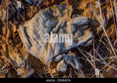 Le cripte si formano in autunno mattina lungo il lago Lily su Steens Mountain, Oregon, Stati Uniti Foto Stock