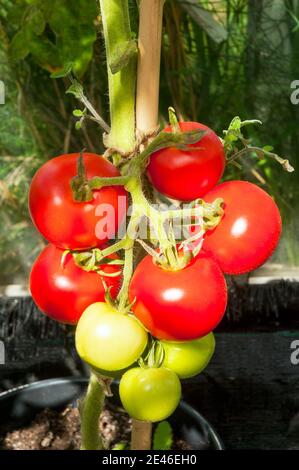 Pomodori Money Maker maturi e non maturi coltivati in ambienti chiusi in grandi dimensioni Pot UNA varietà indeterminata molto popolare di pomodoro Foto Stock