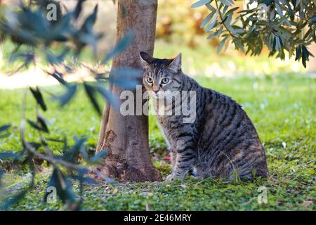 Un gatto tabby sull'erba. Gatto tabby con occhi verdi. Foto Stock