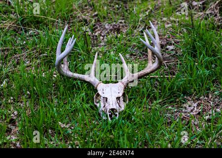 Un cranio di 4 punti buck nell'erba . Foto di alta qualità Foto Stock