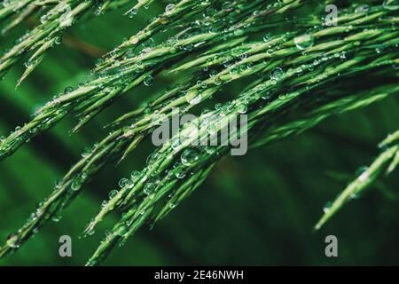 Erba verde in acqua cade dopo pioggia, closeup Foto Stock