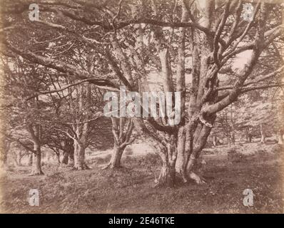 John Golden Short, nato ca. 1832, inglese, alberi, 1870. Stampa albume da collodio umido negativo su carta di wove sottile, liscia, crema. Paesaggio , alberi Foto Stock