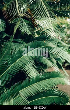 Immagine verticale di foglie esotiche di alberi in un giardino di casa. Perfetto per la carta da parati Foto Stock