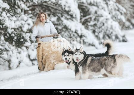 La ragazza corre su una slitta su una slitta con Husky siberiani nella foresta invernale. PET. Husky. Poster Husky, stampa Husky, Foto Stock