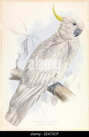 Stampa realizzata da Edward Lear, 1812–1888, inglese, Plyctolophus galeritus. Greater Sulphur-crested Cockatoo, 1832. Litografia su carta wove beige leggermente testurizzata di spessore moderato. Arte animale , uccello , ramo , cockatoo , foglie Foto Stock