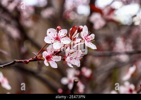 Vicino ai fiori bianchi della primavera e alle gemme Foto Stock