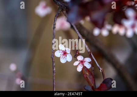 Lone due fiori in competizione per l'attenzione Foto Stock