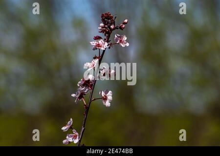 Lone ramo crogiolarsi in lui sole con la foresta dietro Foto Stock