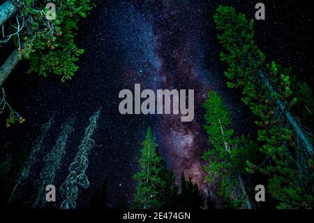 Incredibile galassia modo lattiginoso sopra alberi di pino verde brillante Foto Stock