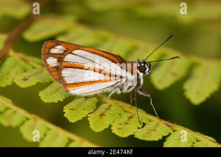 Skipper Butterfly, Vettius coryna, Hesperiidae. Vista ventrale. Foto Stock