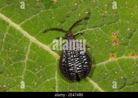 Beetle ad ali di rete non identificato, Lycidae. Foto Stock