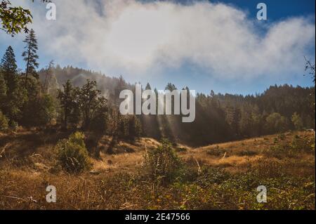Spettacolari raggi di dio che brillano su una foresta e un prato, ampio colpo Foto Stock