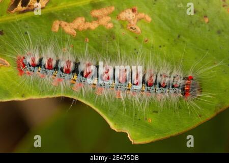 Larva di Moth non identificata. Foto Stock