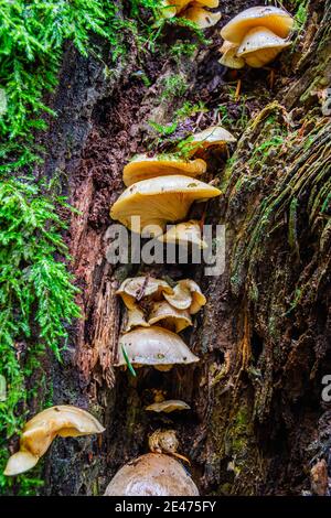 Funghi selvatici che crescono sul lato di un albero in una foresta molto umida. Foto Stock