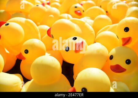 Molte anatre di gomma giallo brillante galleggiano nella piscina Foto Stock