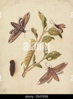 Eleazar Albin, attivo 1713–1759, britannico, Privet Hawk Moths e Callajoppa Exaltatoria, 1720. Acquerello, gouache, e grafite su carta media, leggermente testurizzata, crema posata. Arte animale , caterpills , insetti , foglie , falene Foto Stock