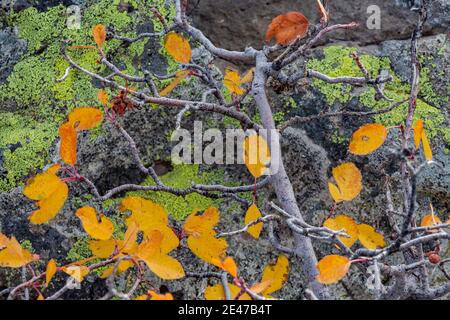 Serviceberry, Amelanchier spp., foglie di colore autunnale a Steens Mountain, Oregon, USA Foto Stock