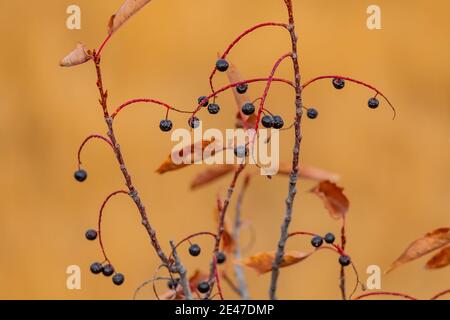 Western Chokecherry, Prunus virginiana, sul Ranch Riddle Brothers a Steens Mountain, Stati Uniti Foto Stock