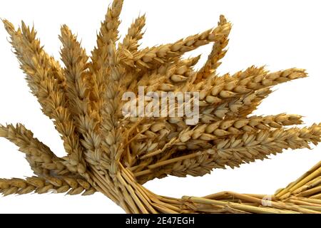 Un mazzo di spikelets di grano su sfondo bianco Foto Stock