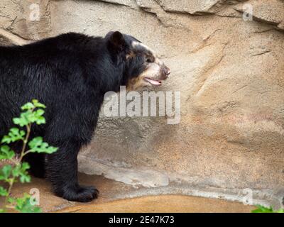 Un orso spettacolare (Tremarctos ornatus), noto anche come orso andino, o orso andino dalla faccia corta, in cattività al Lincoln Park Zoo di Chicago. Foto Stock