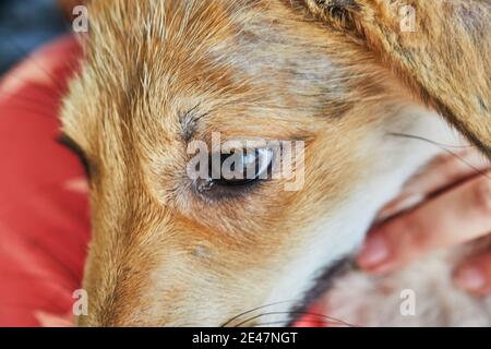 Ritratto di un simpatico cucciolo d'oro di Retriever. Primo piano Foto Stock