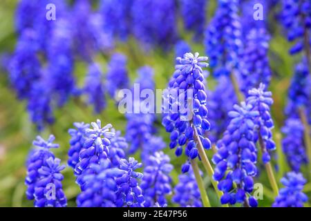 Blue Muscari, specie Ocean Magic Armeniacum Viola. Molti muscari fiori blu in verde. Primavera muscari giacinto fiori. Bella vacanza di primavera blu Foto Stock