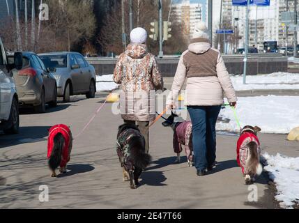 Due donne portano quattro cani in giro per la città su guinzaglio Foto Stock