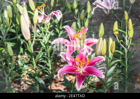 I fiori rosa di Lilly stanno fiorendo magnificamente nel festival del fiore di Chiang Rai a Chiang Rai Thailandia. Foto Stock