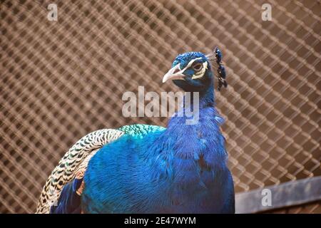 Il paafowl indiano, conosciuto anche come paafowl comune, e paafowl blu, è una specie di paafowl originaria del subcontinente indiano. È stato introdotto Foto Stock