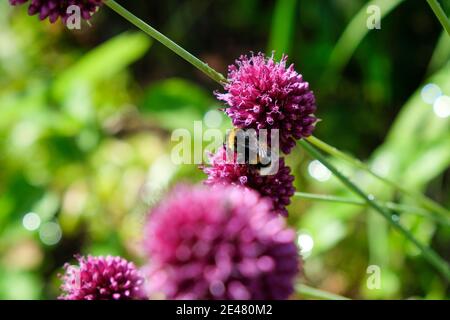 Api e bumblebee foraggio per il miele sul ornamentale viola dare un'occhiata Foto Stock
