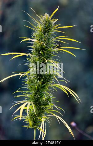 Marijuana pianta cannabis fiore bocciolo Foto Stock