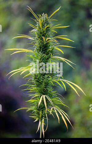 Fiore di canapa (Cannabis sativa) Foto Stock