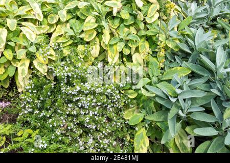 Erbe culinarie in giardino Satureja Salvia salvia salvia salvia salvia officinalis Foto Stock