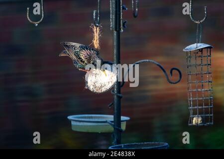 Ashford, Kent, Regno Unito. 22 gennaio 2021. UK Weather: Un solitario comune starling - Sturnus vulgaris - tocca è becco su una mezza conchiglia di cocco piena di grasso di suet. Le conchiglie di cocco consentono agli uccelli da giardino di aggrapparsi ai lati e di sgranchire i contenuti. La temperatura attuale è di 2°C. Photo Credit: Paul Lawrenson-PAL Media/Alamy Live News Foto Stock