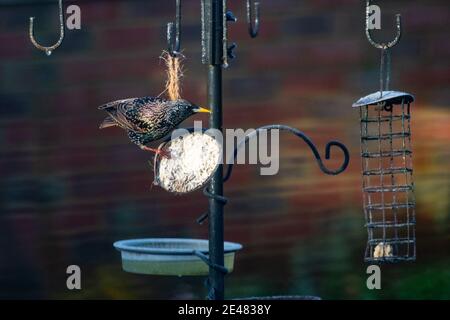 Ashford, Kent, Regno Unito. 22 gennaio 2021. UK Weather: Un solitario comune starling - Sturnus vulgaris - tocca è becco su una mezza conchiglia di cocco piena di grasso di suet. Le conchiglie di cocco consentono agli uccelli da giardino di aggrapparsi ai lati e di sgranchire i contenuti. La temperatura attuale è di 2°C. Photo Credit: Paul Lawrenson-PAL Media/Alamy Live News Foto Stock