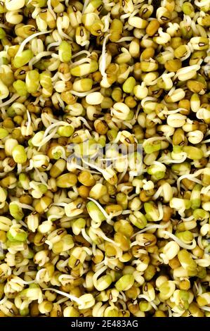 Germinazione di fondo di fagiolo mungo, noto anche come grammo verde e maash Foto Stock