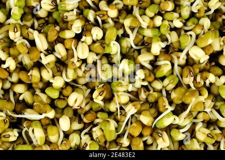 Germinazione di fondo di fagiolo mungo, noto anche come grammo verde e maash Foto Stock