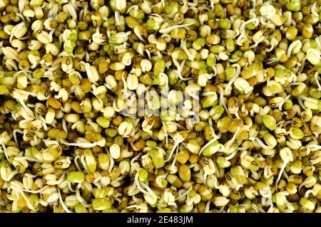 Germinazione di fondo di fagiolo mungo, noto anche come grammo verde e maash Foto Stock